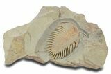 New, Undescribed Cheirurid Trilobite - Fezouata Formation #356943-1